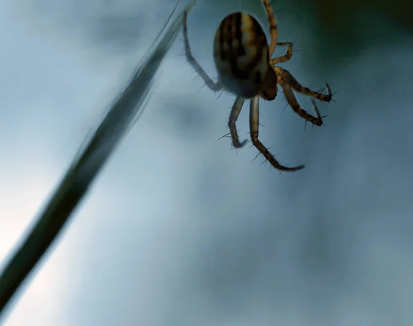 Makro Einer Spinne Auf Einem Pflanzenstamm — Stockfoto