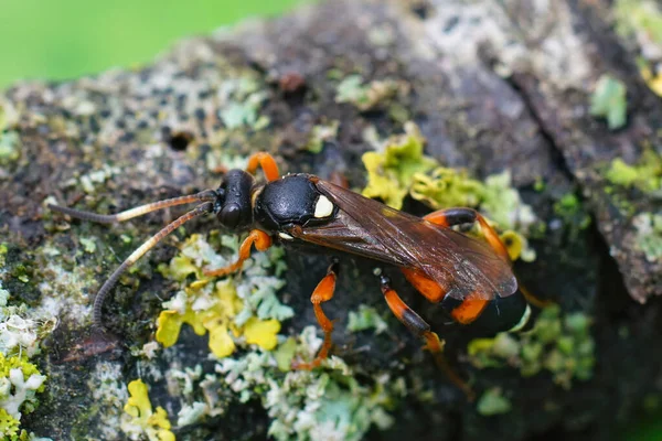 맵시벌의 Ichneumonid Wasp Ichneumon Sarcitorius — 스톡 사진