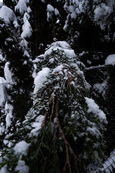 Vertikální Záběr Věčně Zelených Větví Pokrytých Sněhem Zimním Lese — Stock fotografie