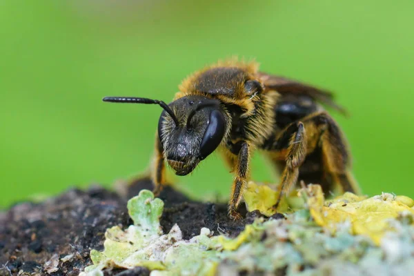 Närbild Tjur Huvud Furrow Bee Lasioglossum Zonulum Träbit — Stockfoto
