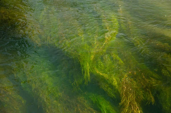 Una Vista Superior Las Algas Verdes Submarinas Para Fondos Texturas —  Fotos de Stock