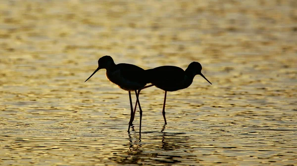 Een Silhouet Van Twee Vogels Hoog Een Meer — Stockfoto