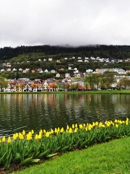 Чудовий Краєвид Будівель Оточених Рослинами Квітами Бергені Норвегія — стокове фото