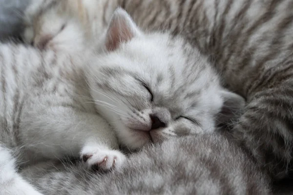 Petit Chaton Doux Avec Fourrure Grise Blanche Dort Elle Fermé — Photo