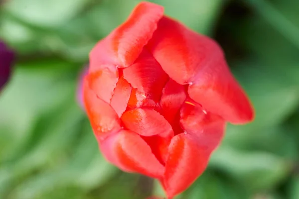 Close Colourful Tulips Blossom Spring Time — Stock Photo, Image