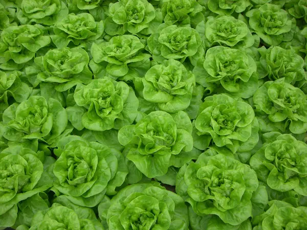 Una Vista Superior Lechuga Verde Fresca Creciendo Jardín — Foto de Stock