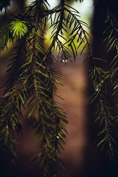 Colpo Verticale Rami Abete Ricoperti Gocce Pioggia Una Foresta Con — Foto Stock