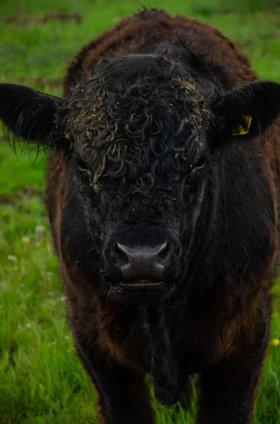 stock image A portrait of an adorable brown galloway standing in the green field