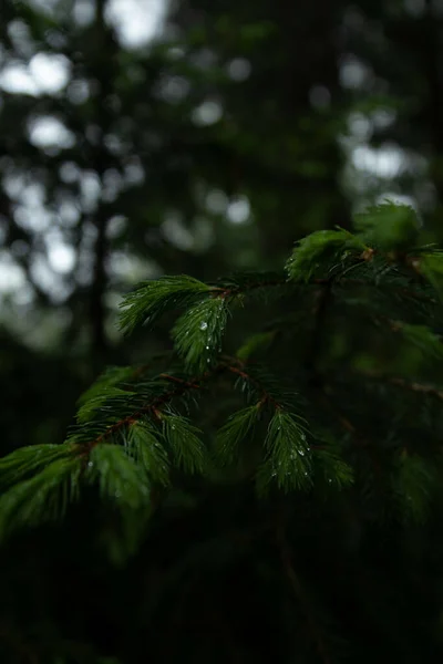 背景がぼやけている森の中で雨滴に覆われた松の枝の垂直ショット — ストック写真