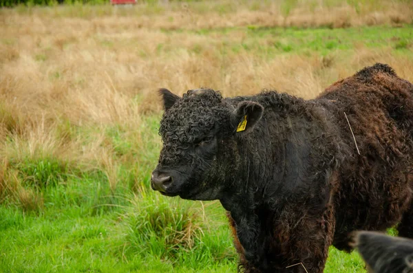 Ein Entzückender Brauner Galopp Der Auf Einem Feld Weidet Vieh — Stockfoto