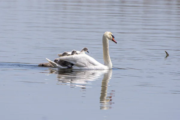 Hisnande Utsikt Över Graciös Svan Med Kycklingar Som Flyter Sjön — Stockfoto