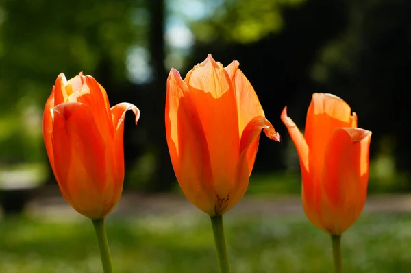 Fleurs Tulipe Orange Dans Parterre Fleurs Dans Cimetière Principal Francfort — Photo