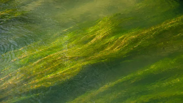 Top View Green Underwater Algae Backgrounds Textures — Stock Photo, Image