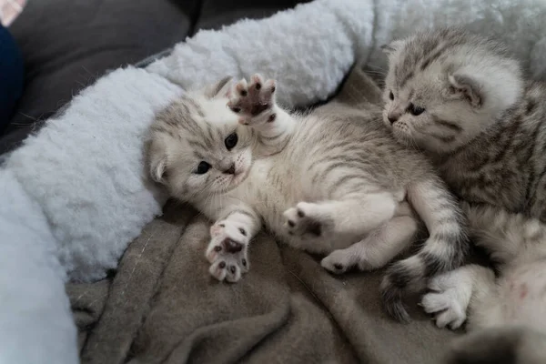 Ein Kleines Weiß Graues Kätzchen Liegt Seinem Bett Und Kuscheln — Stockfoto