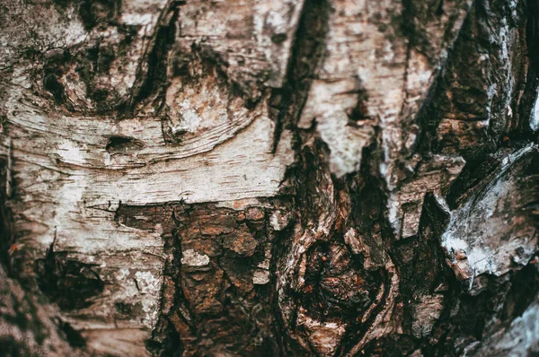Close Casca Árvore Áspera Luz Dia Perfeito Para Papéis Parede — Fotografia de Stock
