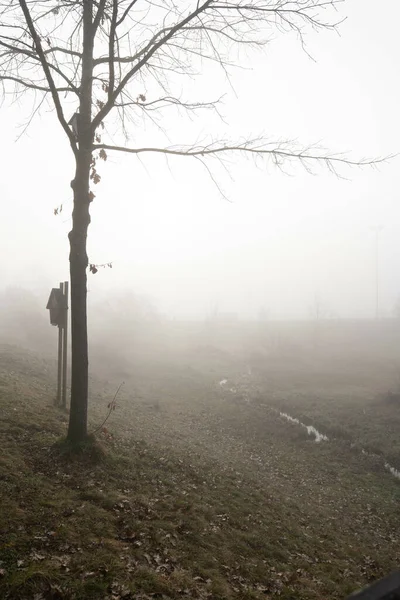 Vertikální Záběr Holého Stromu Poli Pokrytém Zimě Mlhou Ideální Pro — Stock fotografie