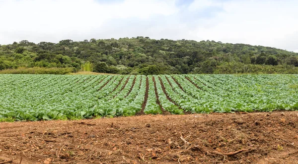 Une Plantation Choux Dans Une Zone Rurale Brésil — Photo
