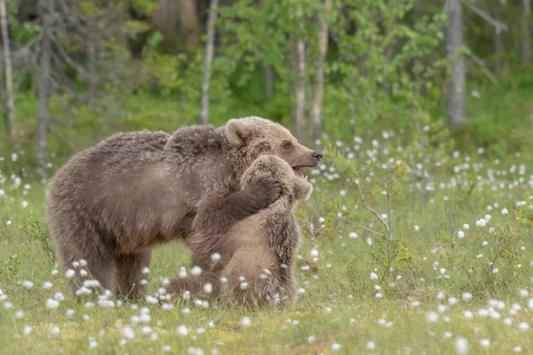 Двоє Молодих Ведмедів Брауна Бавовняної Трави Фінському Болоті — стокове фото
