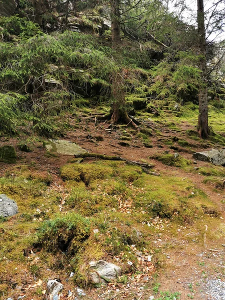 Вертикальный Снимок Красивых Пейзажей Лесу Окружающем Гору Флойен Бергене — стоковое фото