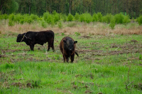 Adorable Brown Galloway Cattle Grazing Green Field Background Dense Trees — Stock Photo, Image