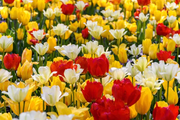 Vacker Bild Färgglada Tulpanblommor Blommar Ett Öppet Fält — Stockfoto