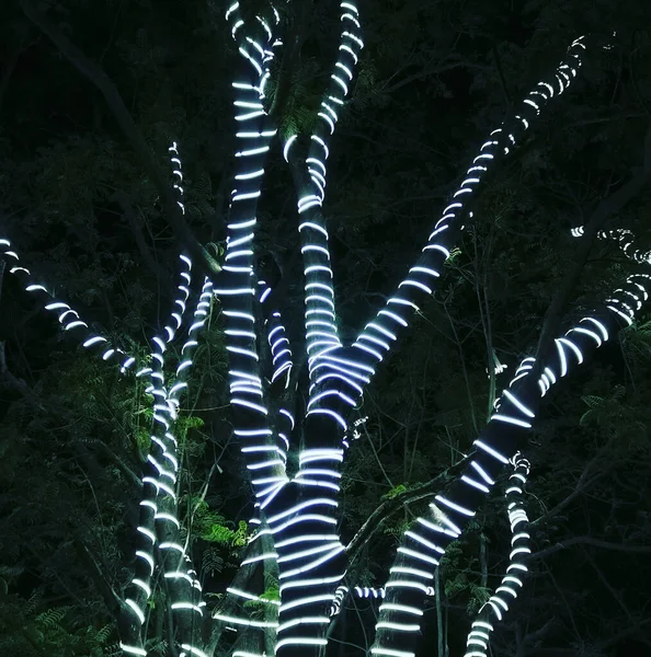 Bengaluru Índia Janeiro 2020 Árvore Clara Retirada Durante Uma Noite — Fotografia de Stock