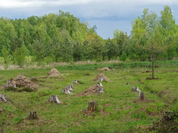 Una Zona Deforestación Para Reinstalar Paisaje Brezos Flandes Del Norte —  Fotos de Stock