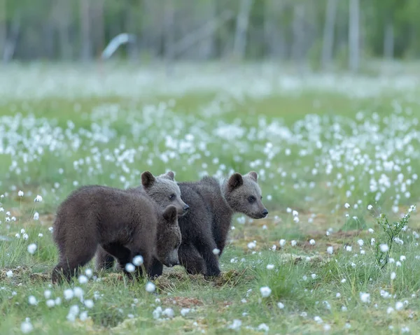 Three bear cubs walking in the middle of the cotton grass in a Finnish bog