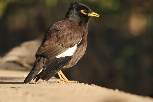 Eine Nahaufnahme Eines Gemeinen Myna Vogels Der Auf Einem Felsen — Stockfoto