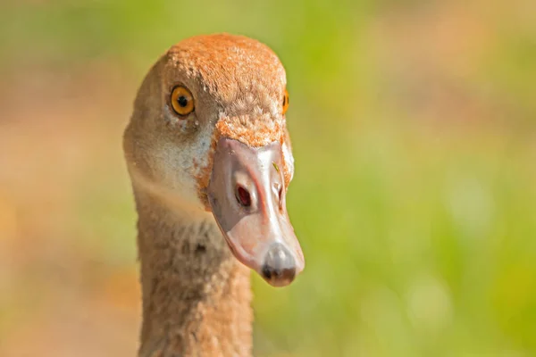 Een Close Van Een Bruine Gans Een Veld Onder Het — Stockfoto