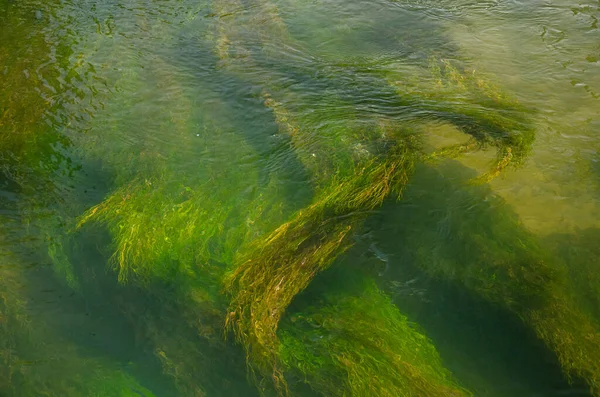 Una Vista Superior Las Algas Verdes Submarinas Para Fondos Texturas —  Fotos de Stock