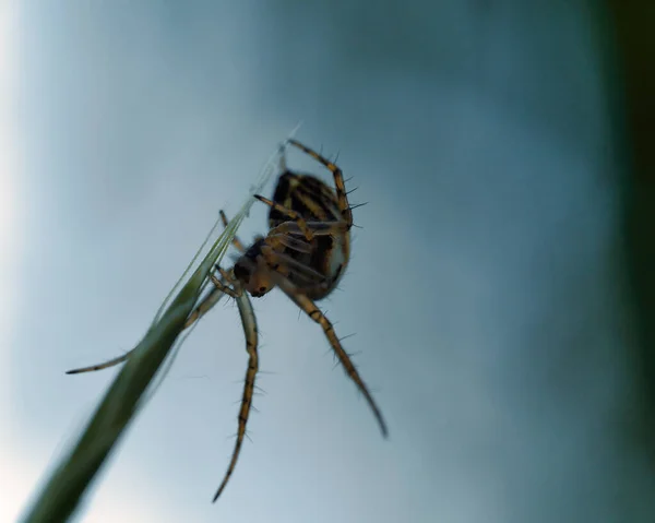 Ett Makro Spindel Växtstam — Stockfoto