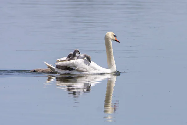 一个美丽的天鹅与小鸡在湖中飘舞的壮观景象 — 图库照片