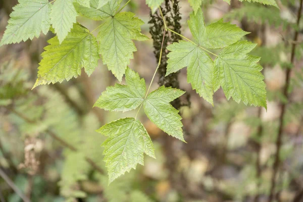 Foco Seletivo Folhas Verdes Fundo Desfocado Planta — Fotografia de Stock