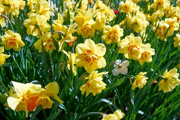 Kwietniki Pełne Kwitnących Żonkili Czas Wiosny — Zdjęcie stockowe