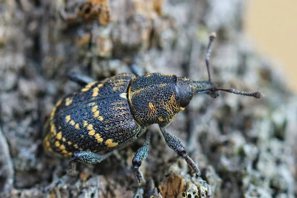 Close Shot Colorful Large Pine Weevil — Stock Photo, Image