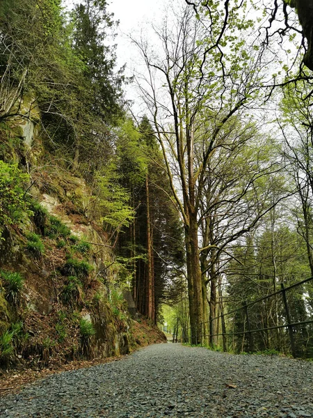 Pionowe Ujęcie Ścieżki Przez Las Otaczający Górę Floyen Bergen Norwegia — Zdjęcie stockowe