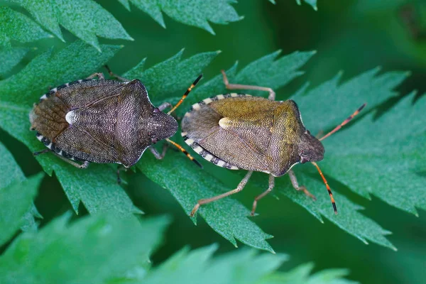 Closeup Shot Vernal Shieldbugs Peribalus Strictus Leaves Tansy Tanacetum Vulgare — Φωτογραφία Αρχείου