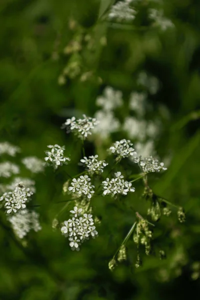Vertikální Záběr Kvetoucí Rostliny Anisteroot Zahradě — Stock fotografie