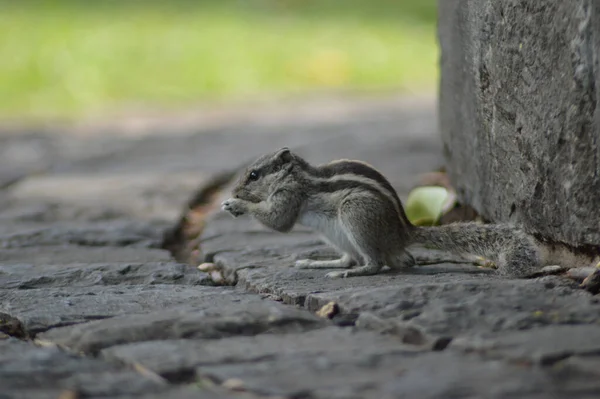 Close Esquilo Adorável Comendo Nozes Pavimento Parque — Fotografia de Stock