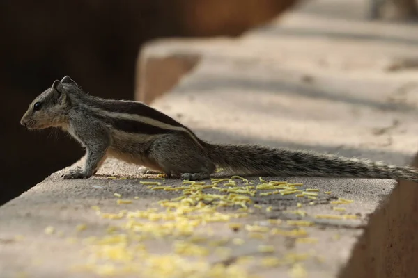 Ein Entzückendes Streifenhörnchen Auf Felsigem Untergrund — Stockfoto