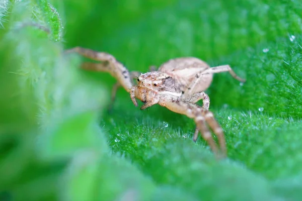 Küçük Bir Yengeç Örümceğinin Makro Görüntüsü Xysticus Türü — Stok fotoğraf