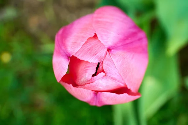 Замыкание Разноцветных Тюльпанов Цвету Весеннее Время — стоковое фото