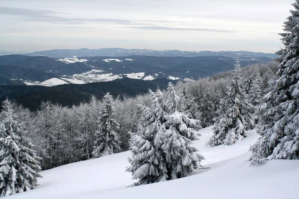 Een Bergbos Bedekt Met Sneeuw — Stockfoto