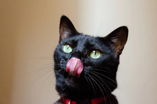 Retrato Gato Negro Ojos Verdes Con Lengua Fuera — Foto de Stock