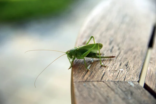 Picture Great Green Jumpers — Stock Photo, Image