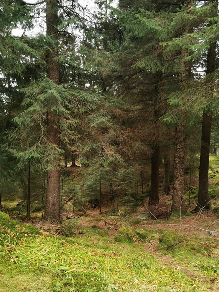 Tiro Vertical Árvores Verdes Altas Uma Floresta Torno Montanha Floyen — Fotografia de Stock