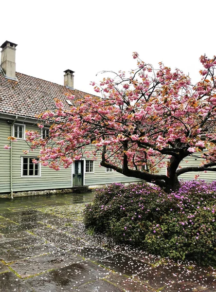 Une Belle Vue Sur Les Bâtiments Entourés Plantes Fleurs Bergen — Photo