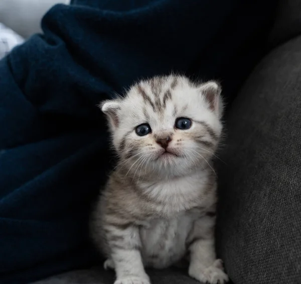 Küçük Kedi Yavrusu Kameraya Yorgun Görünüyor Onun Mavi Gözleri Beyaz — Stok fotoğraf