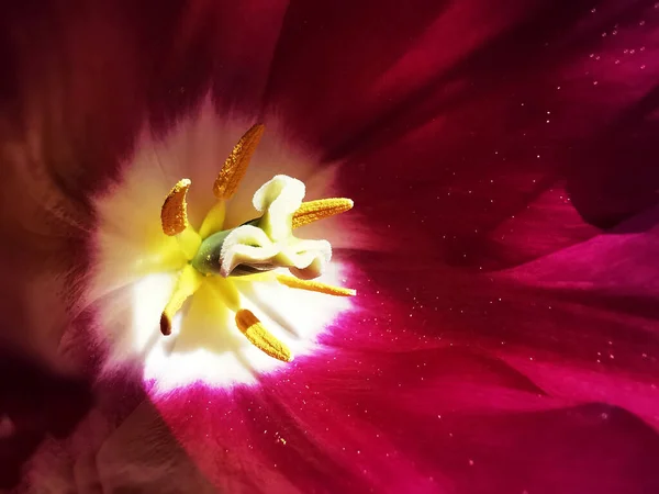 Eine Nahaufnahme Von Einer Rosa Tulpe — Stockfoto